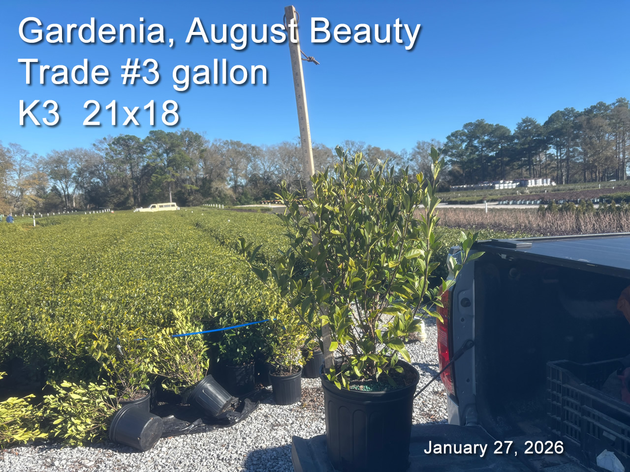 gallery/gab3t k3 jan27.jpg